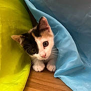 Nairobi is registered to the contest to win money with this photo: kitten, cat, curious, peeking, yellow_fabric, blue_fabric, wooden_floor, whiskers, paws, pet, indoor, cute, young, animal, feline, playful, small, fur, domestic, adorable