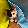 kitten, cat, curious, peeking, yellow_fabric, blue_fabric, wooden_floor, whiskers, paws, pet, indoor, cute, young, animal, feline, playful, small, fur, domestic, adorable