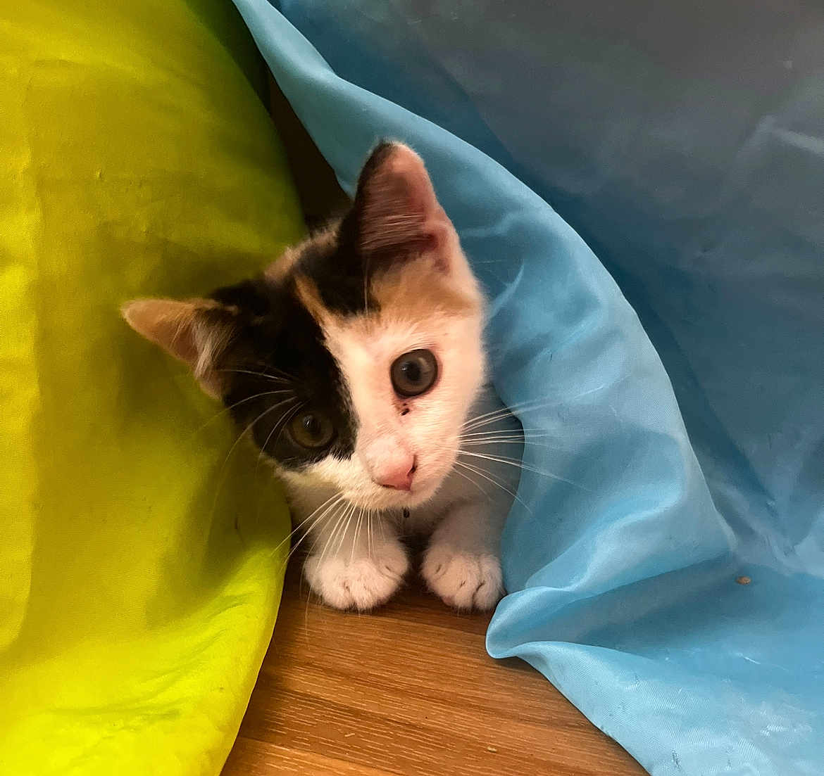 Nairobi is registered to the contest to win money with this photo: kitten, cat, curious, peeking, yellow_fabric, blue_fabric, wooden_floor, whiskers, paws, pet, indoor, cute, young, animal, feline, playful, small, fur, domestic, adorable