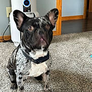 Dusty joined the competition — help win amazing prizes! dog, french_bulldog, indoor, carpet, pet, canine, ears, collar, black_and_white, speckled, floor, appliance, door_frame, home, animal, sitting, fur, domestic, companion, blurry