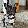 dog, french_bulldog, indoor, carpet, pet, canine, ears, collar, black_and_white, speckled, floor, appliance, door_frame, home, animal, sitting, fur, domestic, companion, blurry