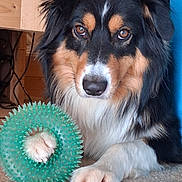 Léonard a rejoint le concours — aidez-le/la à gagner de superbes lots ! dog, paw, toy, green, carpet, indoor, fur, black, brown, white, pet, animal, cute, playful, closeup, face, ears, nose, eyes, furniture