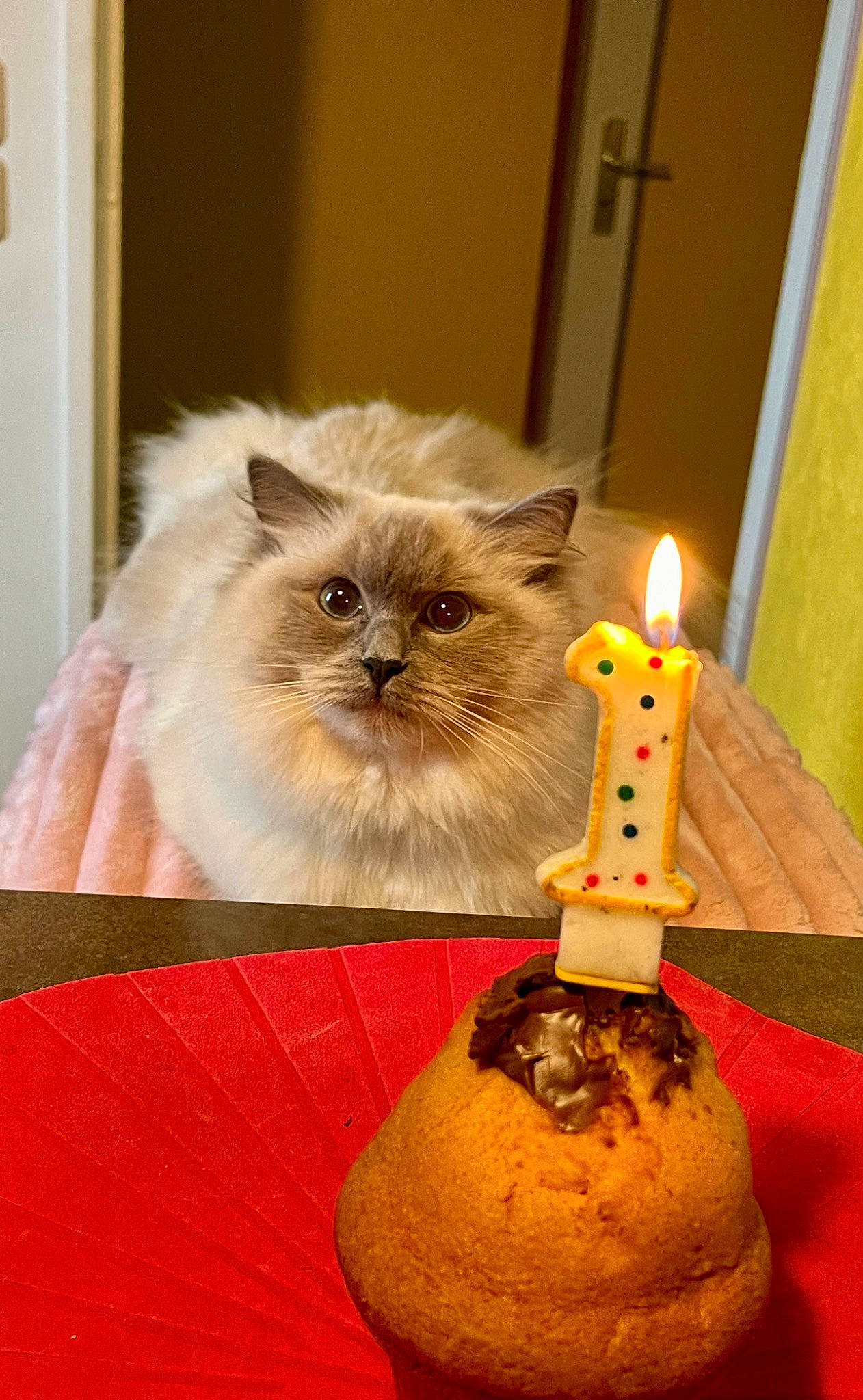 Una a rejoint le concours — aidez-le/la à gagner de superbes lots ! calabaza, candle, candle_holder, carnivore, cat, door, event, fawn, felidae, fruit, fur, holiday, mirror, serveware, small_to_medium_sized_cats, table, vegetable, wax, whiskers, wood