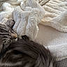 animal, bed, blanket, cat, close_up, cozy, cuddling, fluffy, fur, indoors, nap, pet, portrait, relaxed, sleeping, snuggling, soft_texture, tabby_cat, whiskers, white