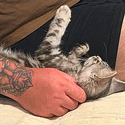 Loki a rejoint le concours — aidez-le/la à gagner de superbes lots ! cat, tabby_cat, fluffy, gray_fur, striped_fur, upside_down, lying_down, belly_rub, raised_paws, whiskers, closed_eyes, petting, human_arm, tattoo, black_clothing, brown_fabric, cream_blanket, indoor, cozy, portrait