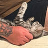 belly_rub, black_clothing, brown_fabric, cat, closed_eyes, cozy, cream_blanket, fluffy, gray_fur, human_arm, indoor, lying_down, petting, portrait, raised_paws, striped_fur, tabby_cat, tattoo, upside_down, whiskers