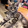 animal, cat, close_up, cozy, fluffy, gray_fur, green_eyes, human_hand, indoor, kitten, living_room, long_hair, pet, pointed_ears, portrait, potted_flower, sitting, tabby, whiskers, wooden_table