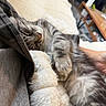 animal, bed, blanket, cat, closed_eyes, cozy, cuddling, fluffy, gray_and_white, human_hand, indoor, long_hair, paw, pet, plush_toy, portrait, relaxed, sleeping, stuffed_toy, whiskers