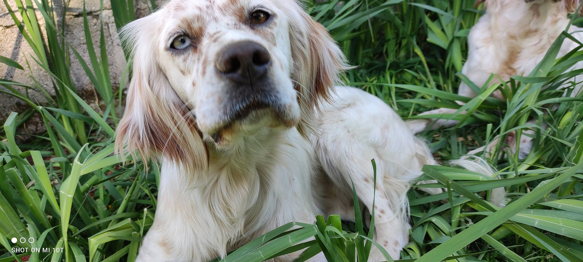 Phoebe participe au concours pour gagner de l'argent avec cette photo : biting, canidae, carnivore, companion_dog, dog, dog_breed, fang, fawn, fur, grass, green, gun_dog, hunting_dog, liver, plant, sedge_family, snout, sporting_group, terrestrial_animal, whiskers