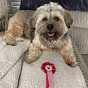 Chewy joined the competition — help win amazing prizes! dog, pet, blanket, couch, award, ribbon, fur, smiling, happy, indoor, cozy, animal, paw_print, relaxed, cute, portrait, home, friendly, companion, canine