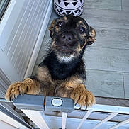 Simba a rejoint le concours — aidez-le/la à gagner de superbes lots ! dog, puppy, pet, animal, black_and_tan, scruffy, floppy_ears, brown_fur, white_chest, paws, looking_at_camera, portrait, doorway, balcony, railing, planter, tile_floor, outdoor, close_up, funny