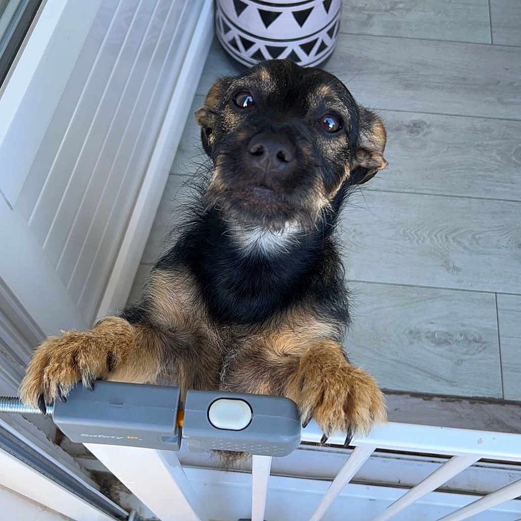 Simba a rejoint le concours — aidez-le/la à gagner de superbes lots ! dog, puppy, pet, animal, black_and_tan, scruffy, floppy_ears, brown_fur, white_chest, paws, looking_at_camera, portrait, doorway, balcony, railing, planter, tile_floor, outdoor, close_up, funny