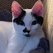 Molly is registered to the contest to win money with this photo: cat, black_and_white, pet, animal, ears, face, fur, whiskers, couch, blanket, indoor, relaxed, close_up, cute, feline, domestic, portrait, resting, soft_light, texture