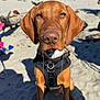 dog, brown_dog, harness, beach, sand, grass, outdoor, pet, canine, sunlight, closeup, animal, nature, daytime, snout, ears, leisure, vacation, curious, sitting