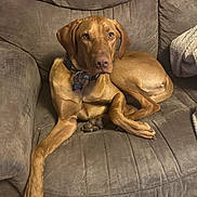 Roscoe is registered to the contest to win money with this photo: dog, brown_couch, pet, indoor, canine, relaxed, collar, blanket, fur, paw, looking_at_camera, sitting, comfortable, domestic_animal, furniture, living_room, mammal, companion, portrait, resting
