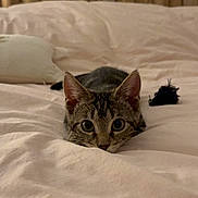 Monamona participe au concours pour gagner de l'argent avec cette photo : cat, kitten, bed, white_bedding, tabby, ears, whiskers, wooden_headboard, indoor, pet, feline, fur, cute, animal, wide_eyes, focus, soft_lighting, cozy, resting, playful