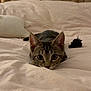 cat, kitten, bed, white_bedding, tabby, ears, whiskers, wooden_headboard, indoor, pet, feline, fur, cute, animal, wide_eyes, focus, soft_lighting, cozy, resting, playful
