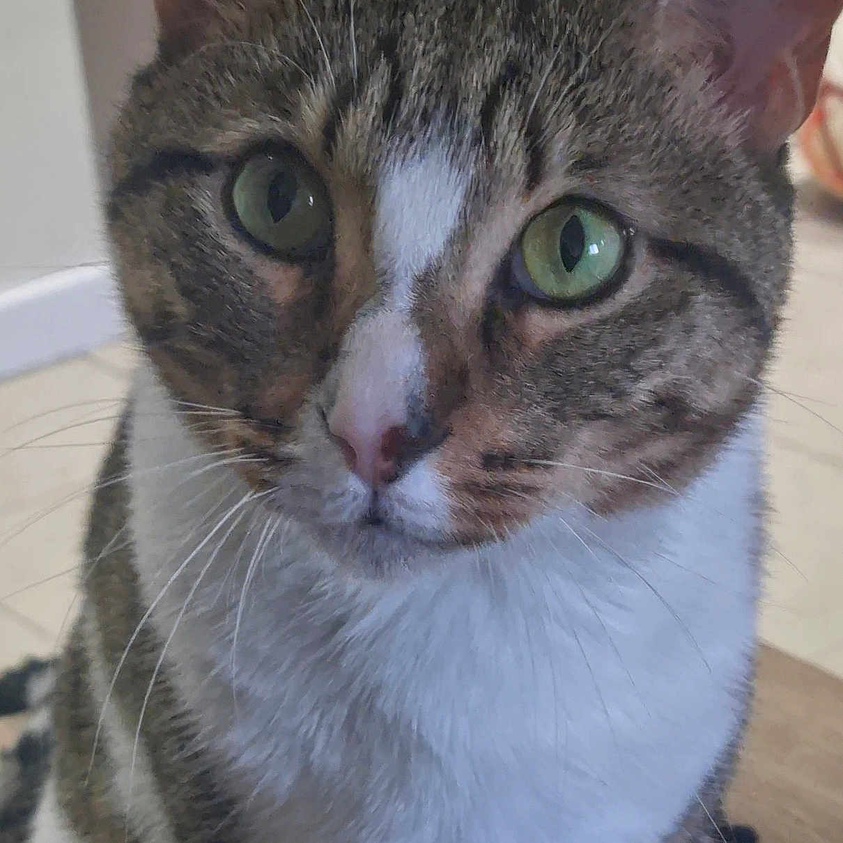 Oxtone a rejoint le concours — aidez-le/la à gagner de superbes lots ! abyssinian, animal, cat, egyptiancat, kitten, manx, pet, siamese