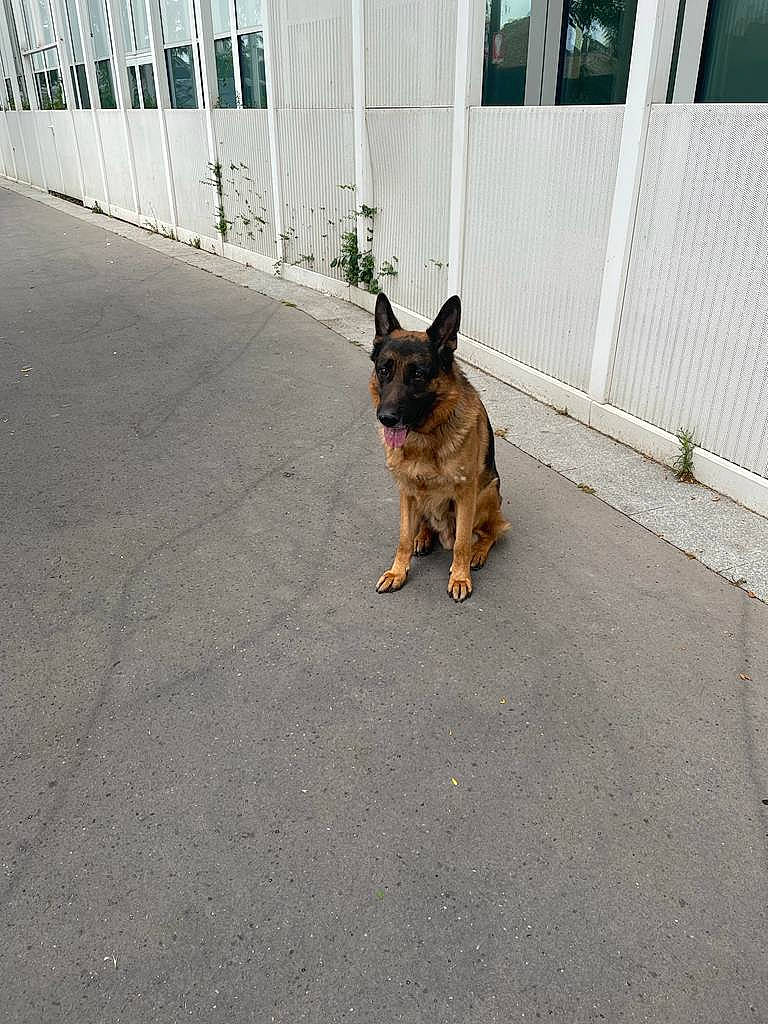 Obi One a rejoint le concours — aidez-le/la à gagner de superbes lots ! asphalt, canidae, carnivore, collar, companion_dog, dog, dog_breed, dog_supply, fawn, fence, flooring, leash, old_german_shepherd_dog, road, road_surface, sidewalk, snout, sporting_group, street, tail