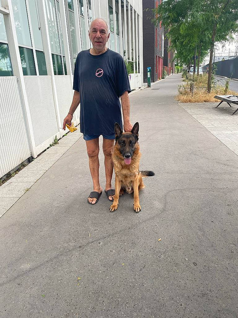 Obi One participe au concours pour gagner de l'argent avec cette photo : asphalt, building, carnivore, companion_dog, dog, dog_breed, fawn, german_shepherd_dog, herding_dog, king_shepherd, leash, old_german_shepherd_dog, pedestrian, road, road_surface, sidewalk, snout, sporting_group, tree, window