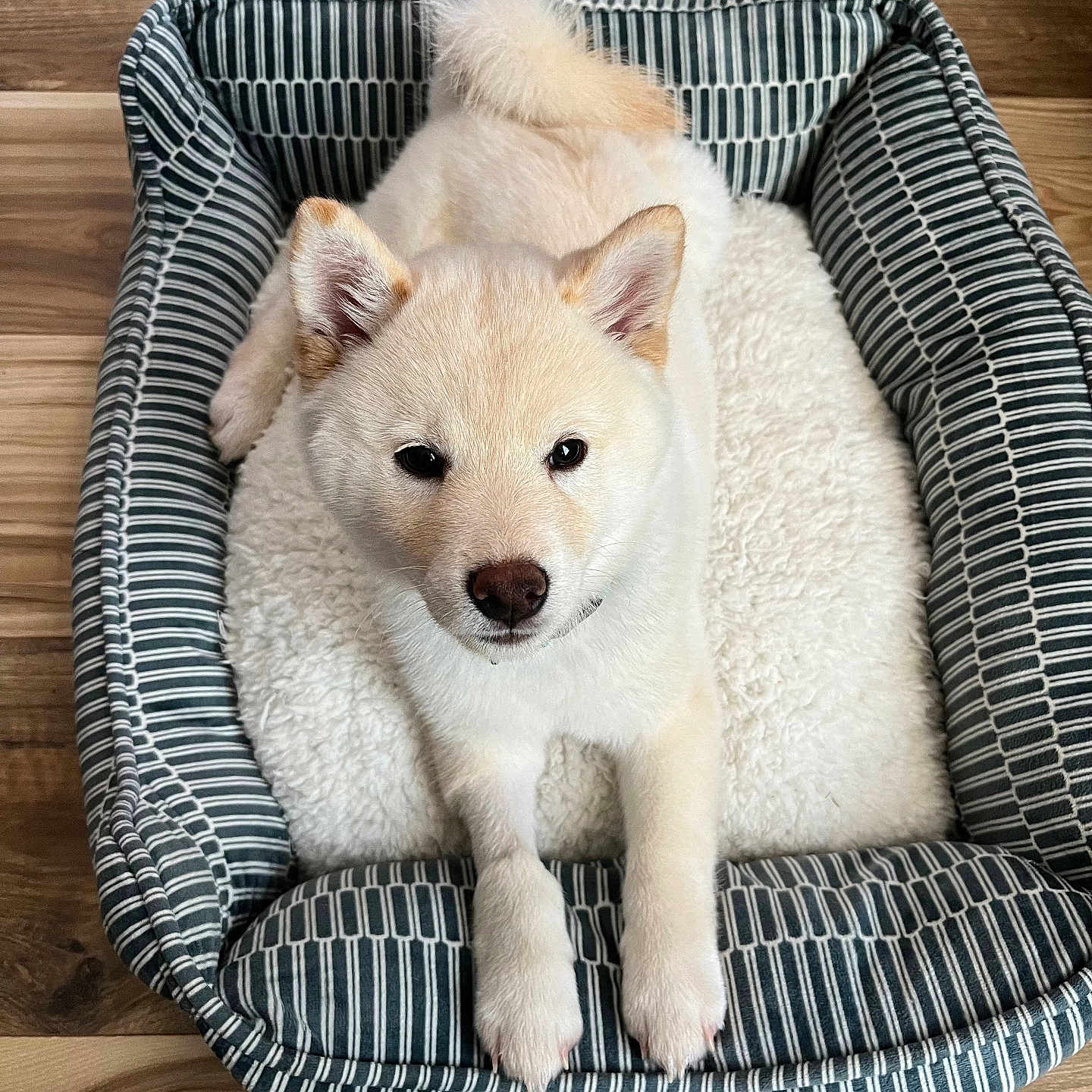 Toshio is registered to the contest to win money with this photo: animal, canine, dog, dogbed, pet, puppy