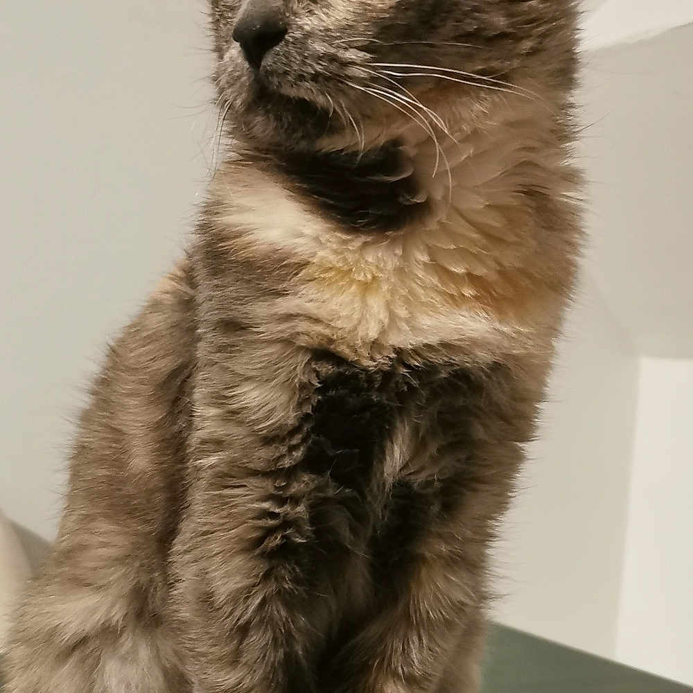 Maya