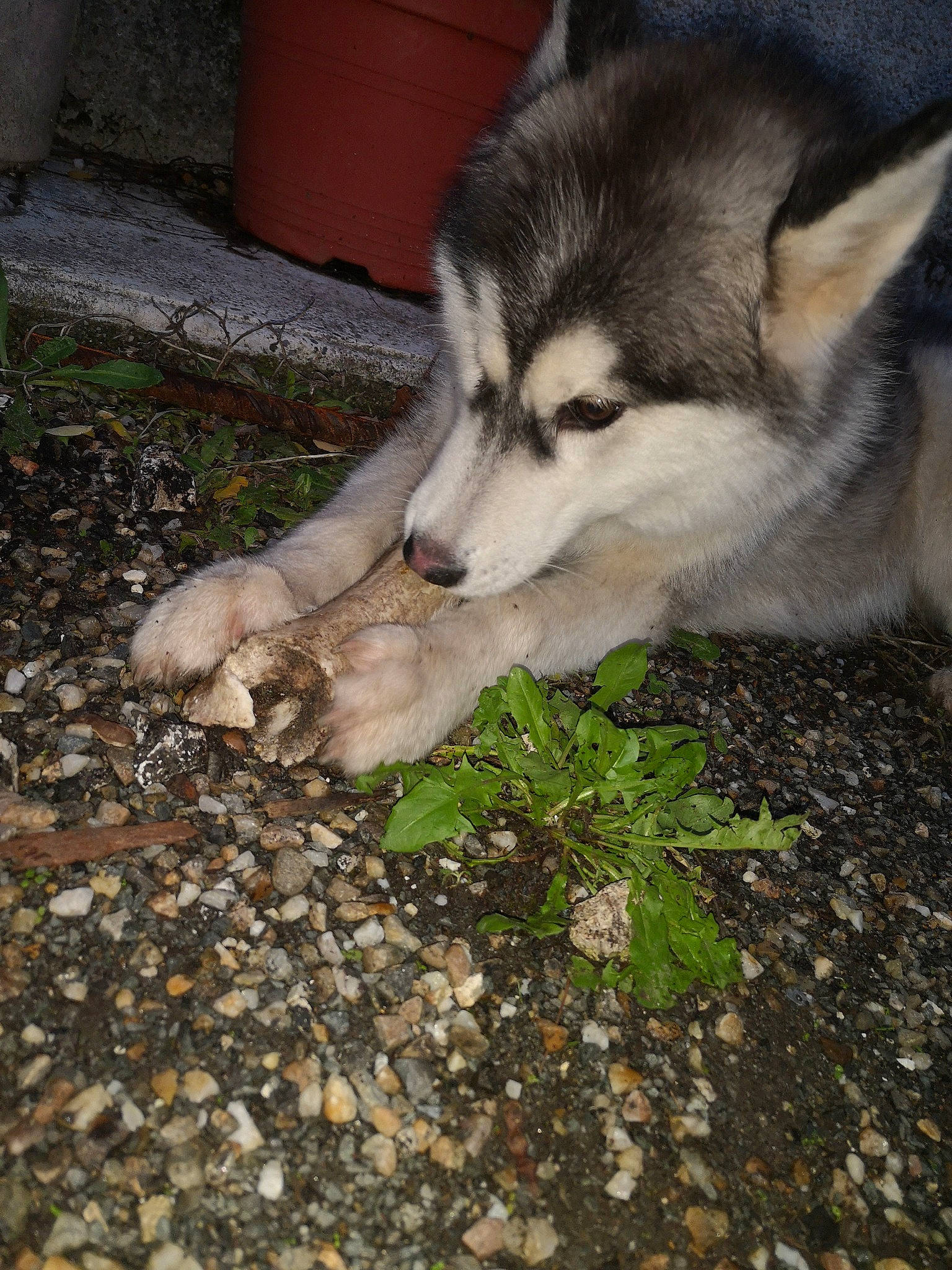 Milo participe au concours pour gagner de l'argent avec cette photo : alaskan_klee_kai, alaskan_malamute, canadian_eskimo_dog, canidae, canis, carnivore, dog, dog_breed, mammal, miniature_siberian_husky, native_american_indian_dog, northern_inuit_dog, saarloos_wolfdog, sakhalin_husky, seppala_siberian_sleddog, siberian_husky, sled_dog, tamaskan_dog, vertebrate, wolfdog