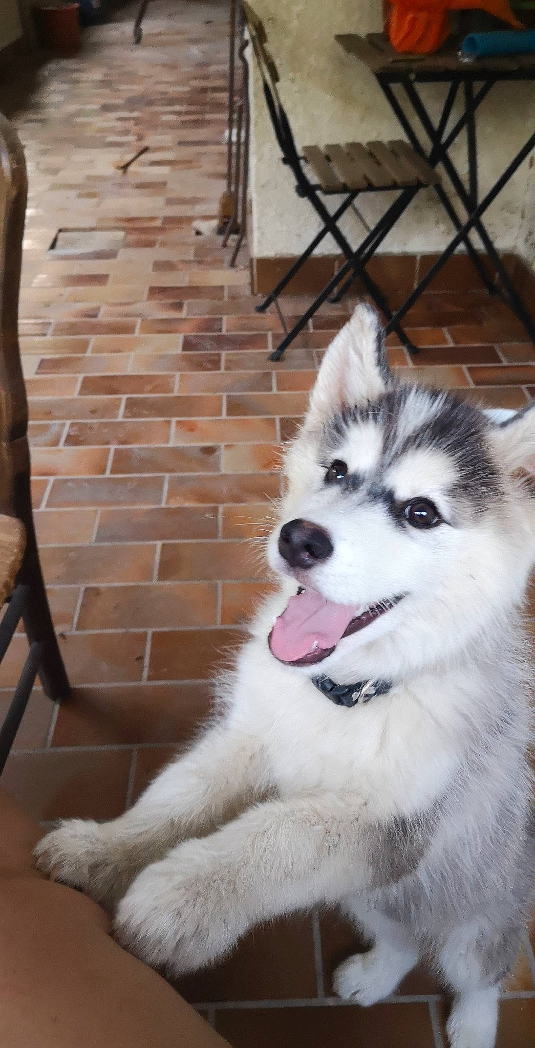 Milo a rejoint le concours — aidez-le/la à gagner de superbes lots ! alaskan_klee_kai, alaskan_malamute, ancient_dog_breeds, canadian_eskimo_dog, canidae, carnivore, dog, dog_breed, greenland_dog, mammal, miniature_siberian_husky, native_american_indian_dog, rare_breed_dog, sakhalin_husky, siberian_husky, sled_dog, snout, tamaskan_dog, vertebrate, wolfdog