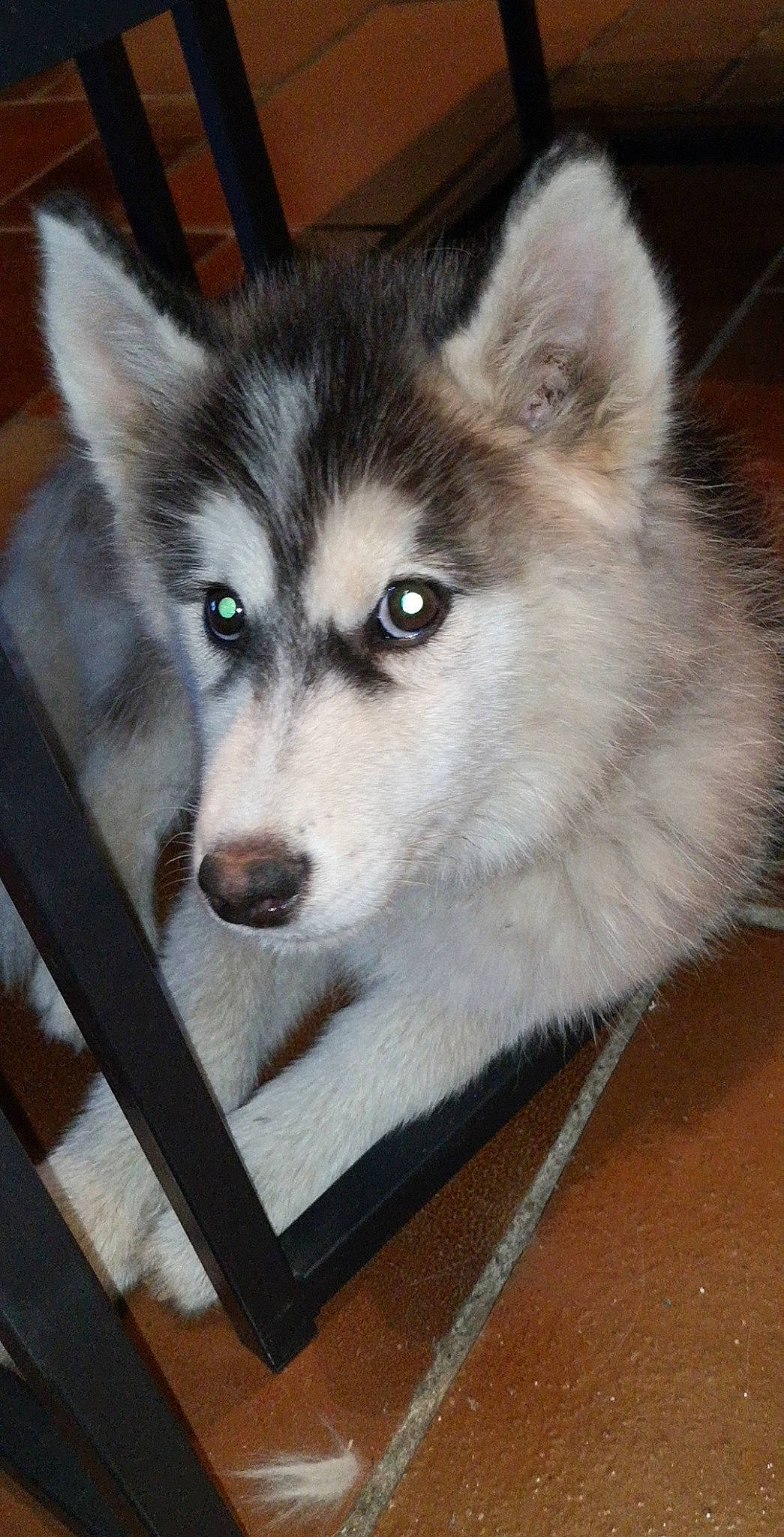 Milo participe au concours pour gagner de l'argent avec cette photo : alaskan_klee_kai, alaskan_malamute, canadian_eskimo_dog, canidae, carnivore, dog, dog_breed, greenland_dog, mammal, miniature_siberian_husky, native_american_indian_dog, saarloos_wolfdog, sakhalin_husky, seppala_siberian_sleddog, siberian_husky, sled_dog, snout, tamaskan_dog, vertebrate, wolfdog