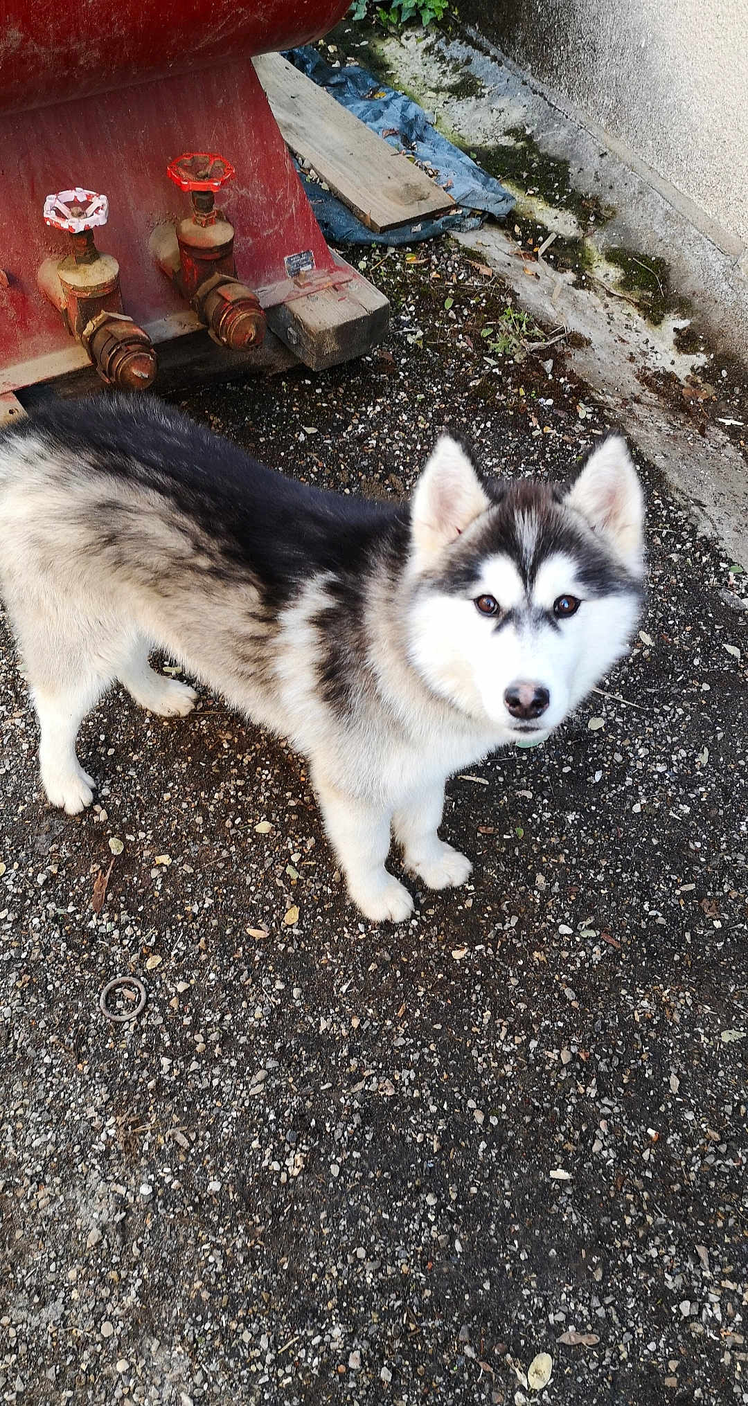 Milo