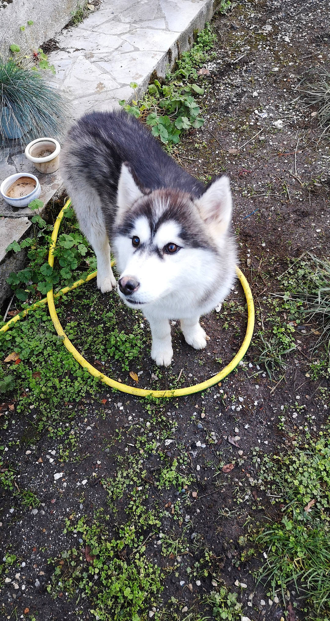 Milo participe au concours pour gagner de l'argent avec cette photo : alaskan_klee_kai, alaskan_malamute, canadian_eskimo_dog, canidae, canis, carnivore, dog, dog_breed, mammal, miniature_siberian_husky, native_american_indian_dog, northern_inuit_dog, rare_breed_dog, sakhalin_husky, siberian_husky, sled_dog, tamaskan_dog, vertebrate, wolfdog, working_dog