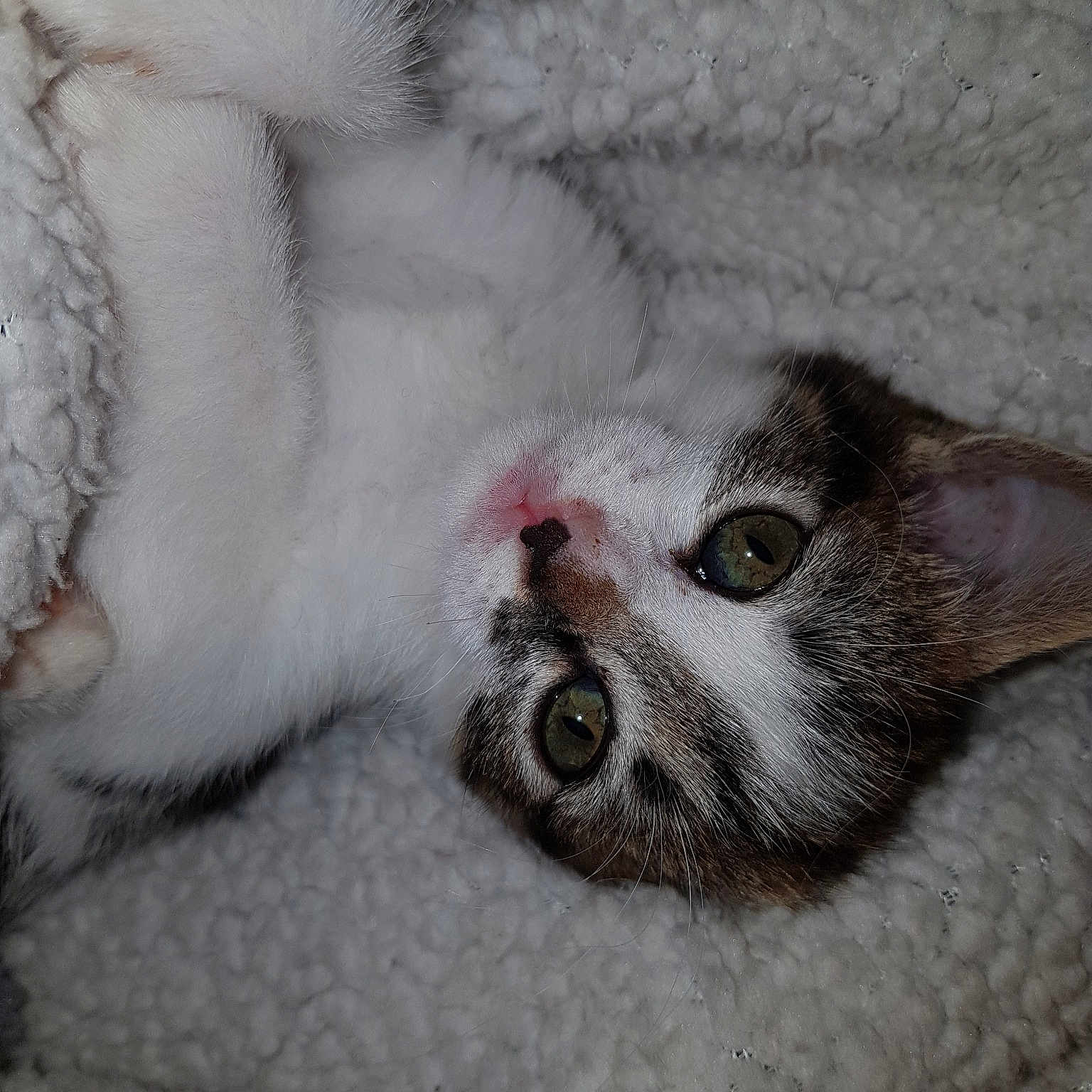 Jet