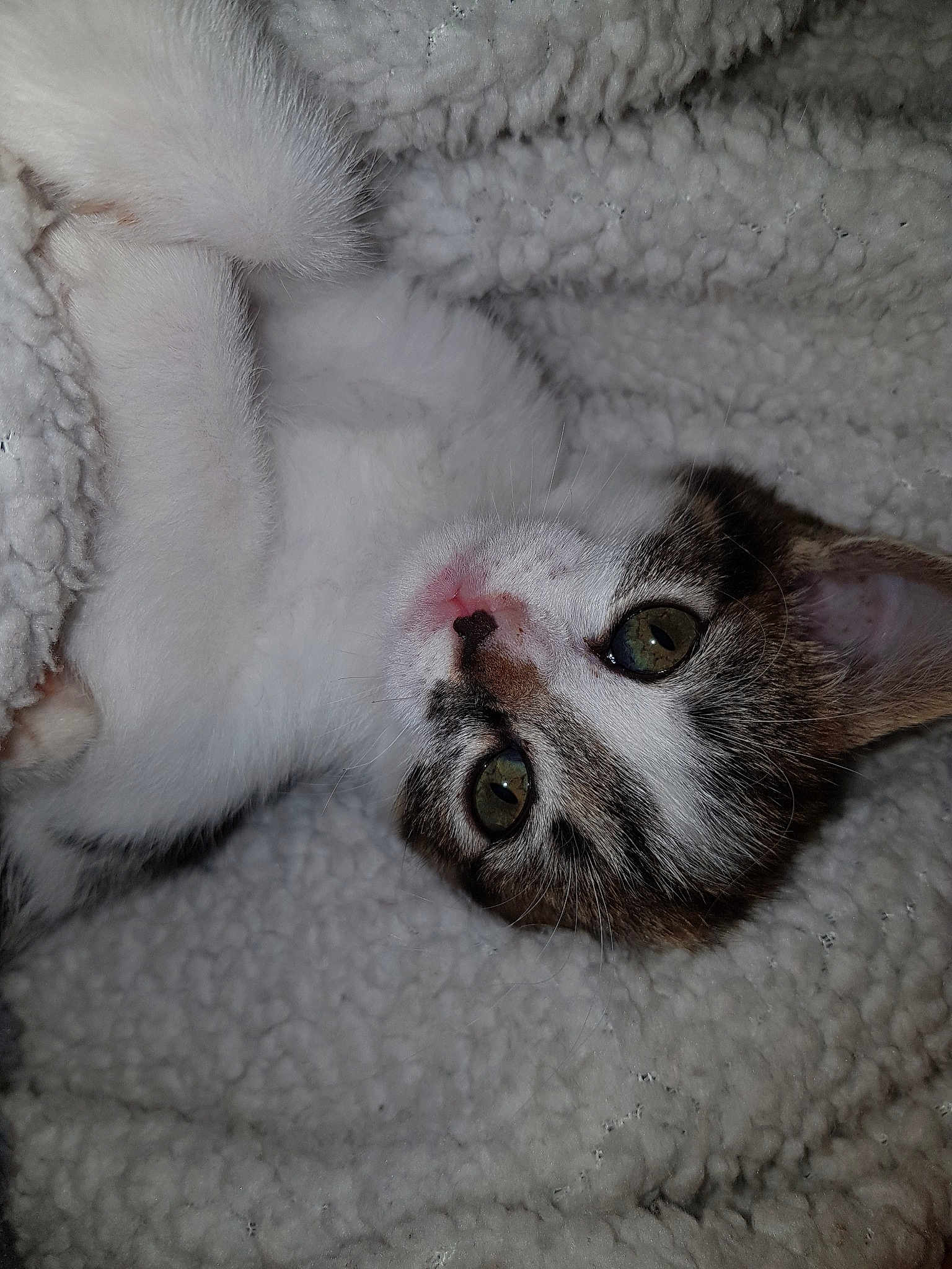 Jet