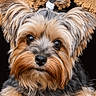 adorable, animal, black, brown, carpet, close_up, cute, dog, eyes, fur, indoor, looking, paws, pet, playful, portrait, puppy, texture, top_knot, yorkshire_terrier