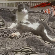 Smokey joined the competition — help win amazing prizes! cat, animal, pet, bed, blanket, animal_print, gray, white, relaxed, indoor, feline, resting, fur, paw, striped, leopard_print, zebra_print, cozy, wall, damaged_wall