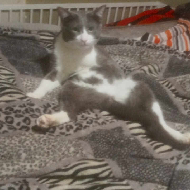 Smokey joined the competition — help win amazing prizes! animal, animal_print, bed, blanket, cat, cozy, damaged_wall, feline, fur, gray, indoor, leopard_print, paw, pet, relaxed, resting, striped, wall, white, zebra_print