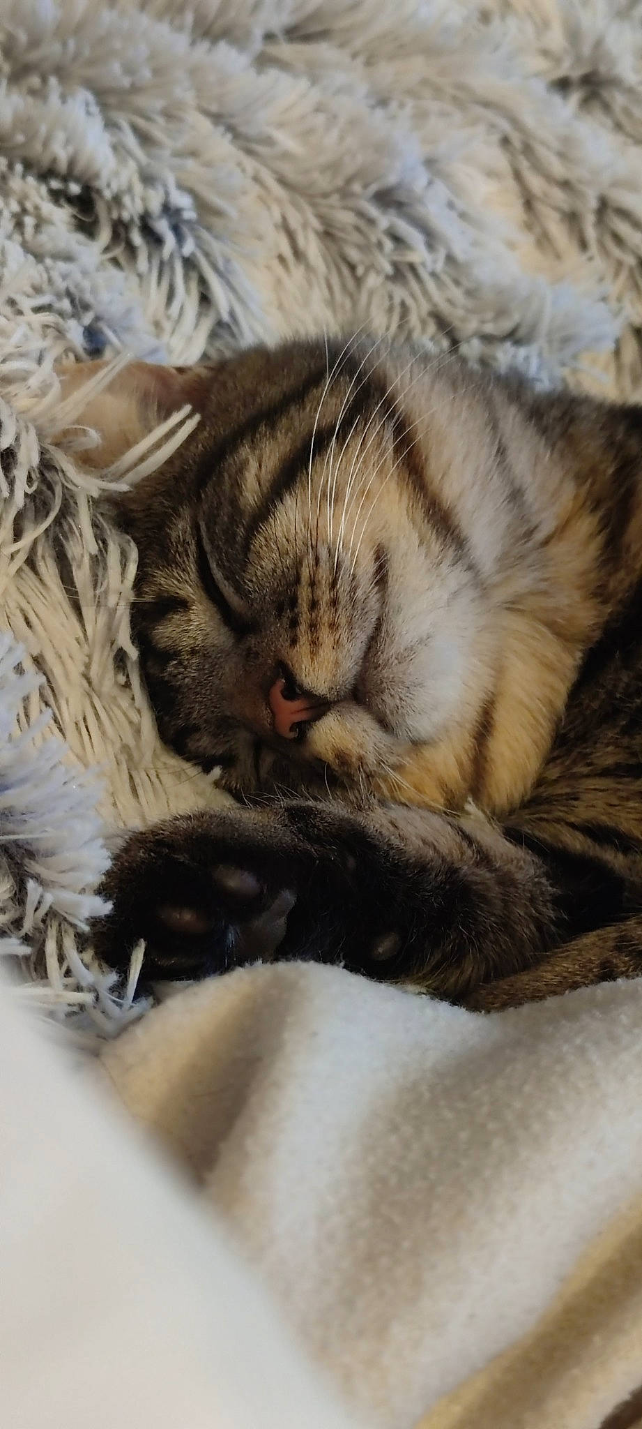 Oliver a rejoint le concours — aidez-le/la à gagner de superbes lots ! carnivore, cat, cat_bed, claw, comfort, domestic_short_haired_cat, fawn, felidae, fur, grey, nap, paw, sleep, small_to_medium_sized_cats, snout, tail, terrestrial_animal, whiskers, wildlife, wood