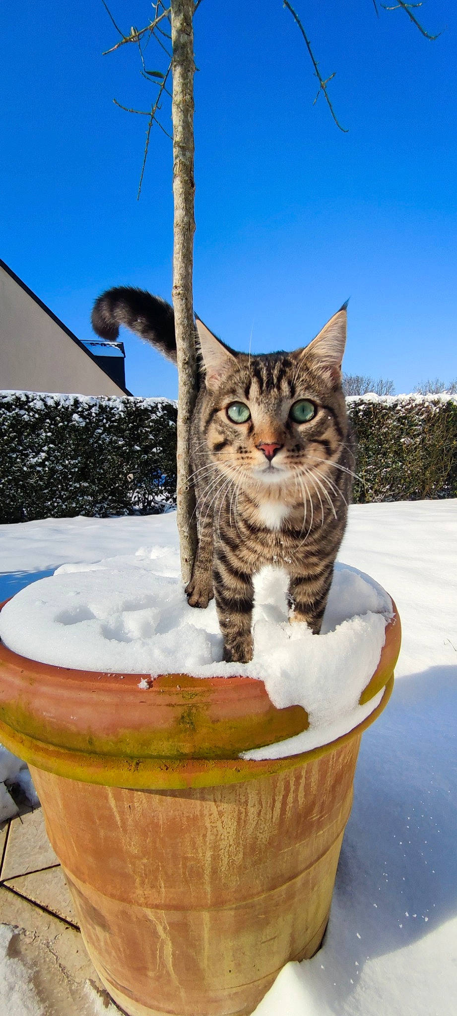 Oliver a rejoint le concours — aidez-le/la à gagner de superbes lots ! carnivore, cat, cat_supply, felidae, flowerpot, freezing, fur, grass, houseplant, pet_supply, plant, sky, small_to_medium_sized_cats, snow, tree, vertebrate, water, whiskers, winter, wood