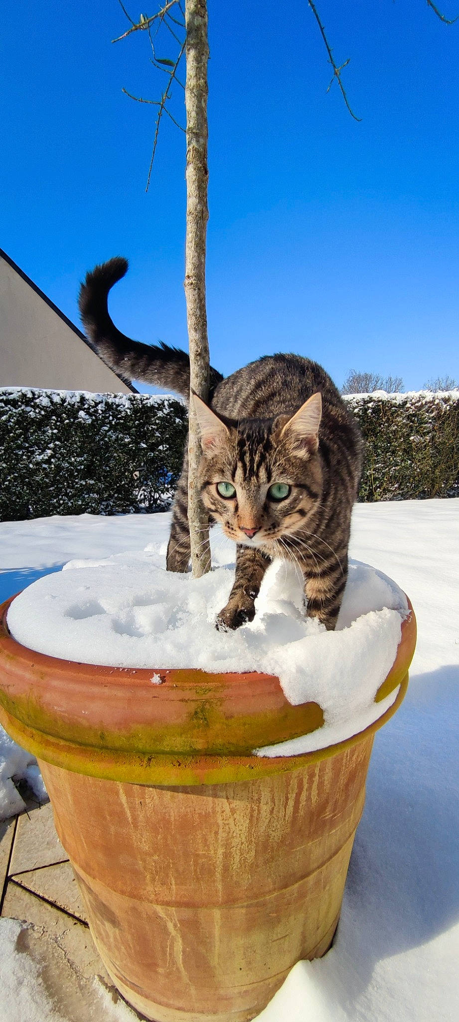 Oliver a rejoint le concours — aidez-le/la à gagner de superbes lots ! carnivore, cat, cat_supply, felidae, flowerpot, freezing, grass, houseplant, mammal, plant, sky, small_to_medium_sized_cats, snow, tail, tree, vertebrate, water, whiskers, winter, wood