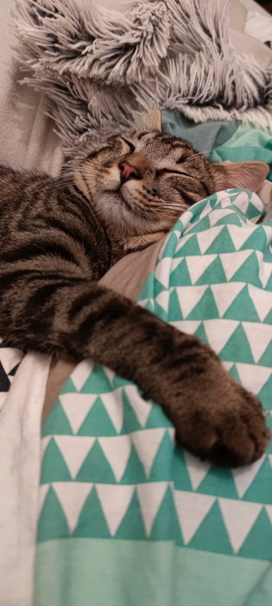 Oliver participe au concours pour gagner de l'argent avec cette photo : carnivore, cat, cat_supply, claw, comfort, domestic_short_haired_cat, felidae, fur, grey, linens, mammal, pattern, sleeve, small_to_medium_sized_cats, snout, tail, terrestrial_animal, textile, vertebrate, whiskers