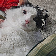 Aldon is registered to the contest to win money with this photo: cat, white_cat, black_and_white_cat, fluffy, relaxed, indoor, cozy, blanket, carpet, pet, feline, whiskers, pink_nose, ears, lying_down, close_up, home, comfort, resting, cute
