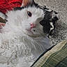 cat, white_cat, black_and_white_cat, fluffy, relaxed, indoor, cozy, blanket, carpet, pet, feline, whiskers, pink_nose, ears, lying_down, close_up, home, comfort, resting, cute