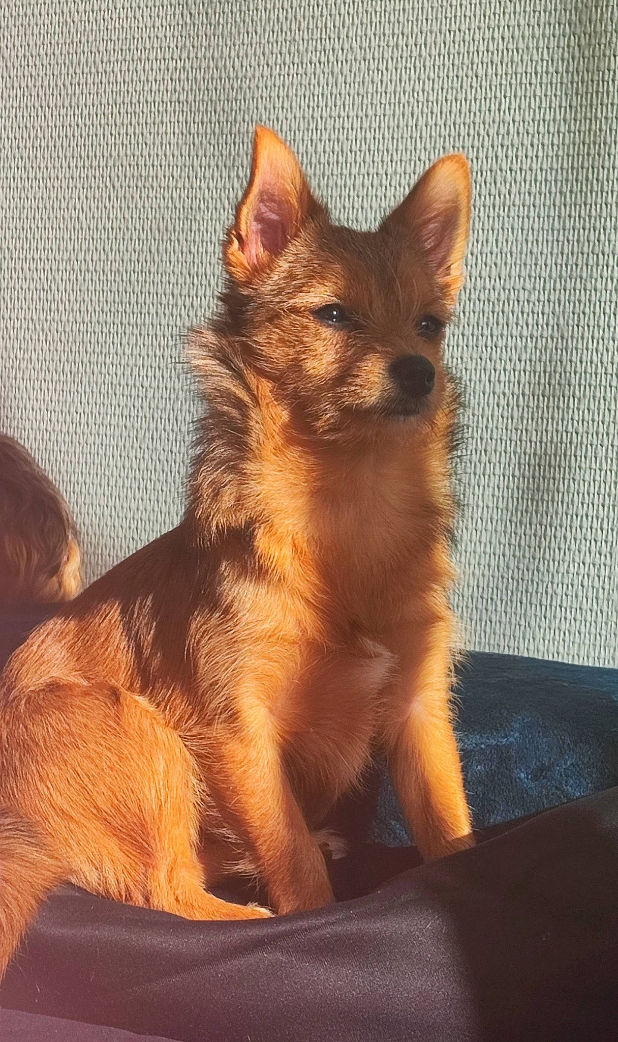 Swan participe au concours pour gagner de l'argent avec cette photo : canidae, carnivore, cat, claw, dog_breed, domestic_short_haired_cat, fawn, felidae, flooring, fur, paw, small_to_medium_sized_cats, snout, tail, terrestrial_animal, tints_and_shades, whiskers, wildlife, window, wood