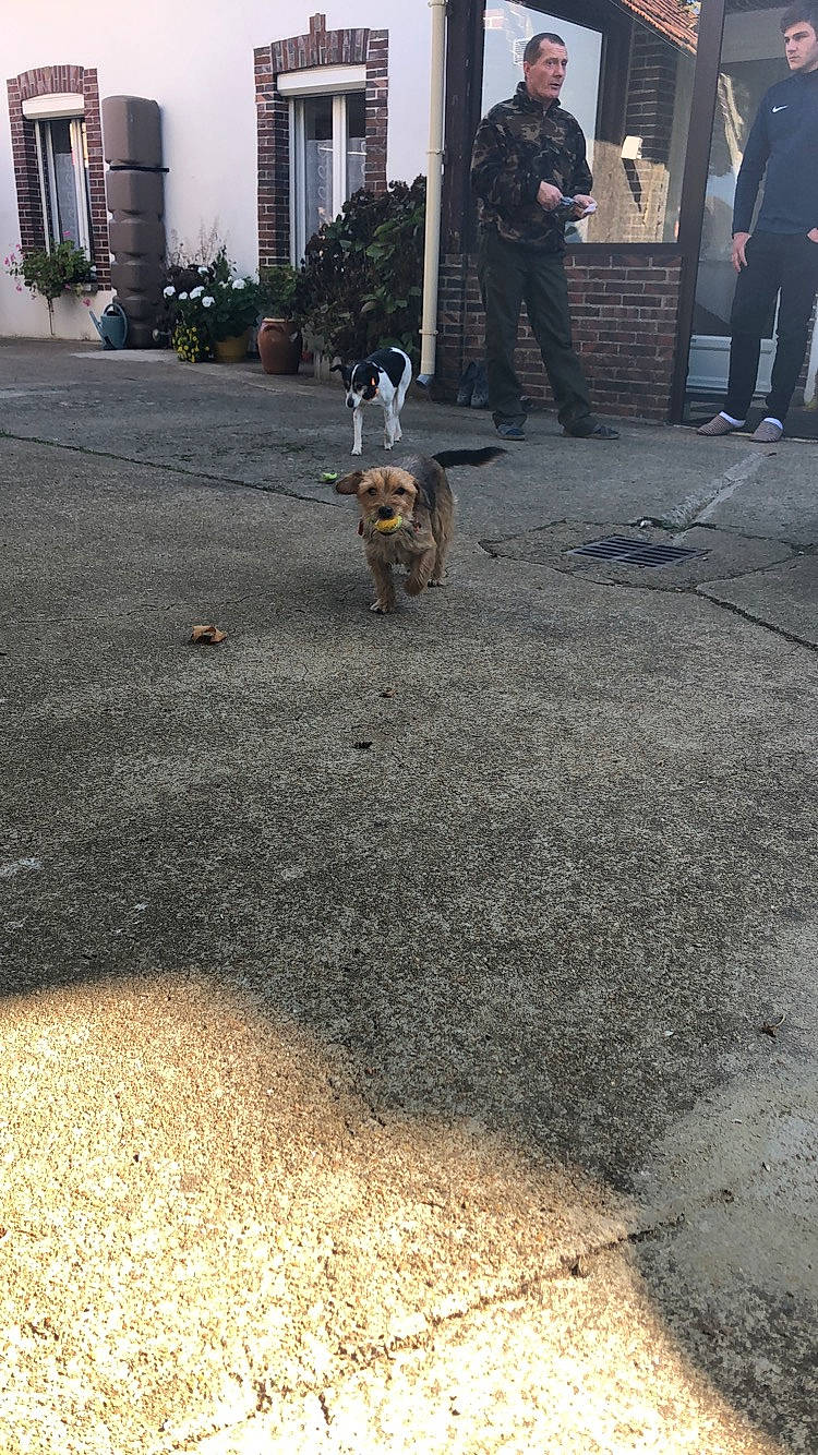 Justy a rejoint le concours — aidez-le/la à gagner de superbes lots ! asphalt, concrete, dog, dog_like_mammal, driveway, grass, lane, outdoor_structure, person, plant, road, road_surface, sidewalk, soil, street, tree, walkway