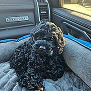 Benz is registered to the contest to win money with this photo: puppy, dog, black_dog, curly_fur, pet_bed, car_interior, window, sunlight, quilted_bed, cozy, animal, pet, cute, fur, resting, indoor, seat, soft, relaxing, companion
