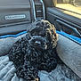 puppy, dog, black_dog, curly_fur, pet_bed, car_interior, window, sunlight, quilted_bed, cozy, animal, pet, cute, fur, resting, indoor, seat, soft, relaxing, companion