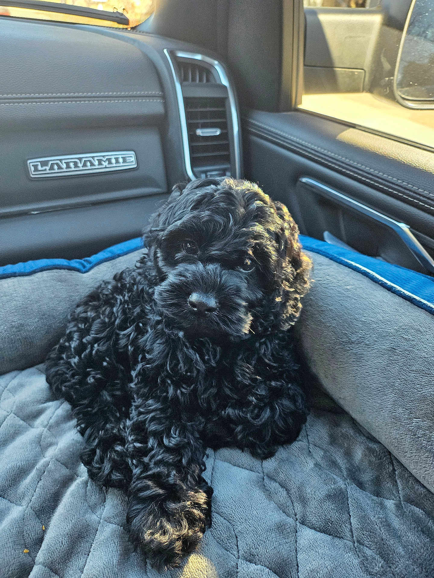Benz is registered to the contest to win money with this photo: puppy, dog, black_dog, curly_fur, pet_bed, car_interior, window, sunlight, quilted_bed, cozy, animal, pet, cute, fur, resting, indoor, seat, soft, relaxing, companion
