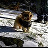 dog, snow, outdoor, person, clothing, grass, shadow, winter, footwear, leash, small_dog, sweater, nature, ground, animal, pet, cold, standing, canine, daylight