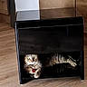 cat, pet, feline, fluffy, tabby, brown_cat, sitting, lying_down, indoors, cabinet, furniture, black, wooden_floor, home, portrait, collar, pet_tag, whiskers, eyes, relaxed