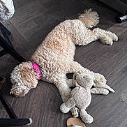 Opal is registered to the contest to win money with this photo: dog, stuffed_toy, floor, wooden_floor, pink_collar, toy, flip_flop, sneakers, indoor, curly_fur, relaxed, pet, laying_down, brown, beige, furniture_leg, casual, home, animal, sleeping